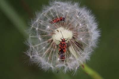 蒲公英 白鹭 Bug 昆虫 植物 环境 花园 花 狮子牙