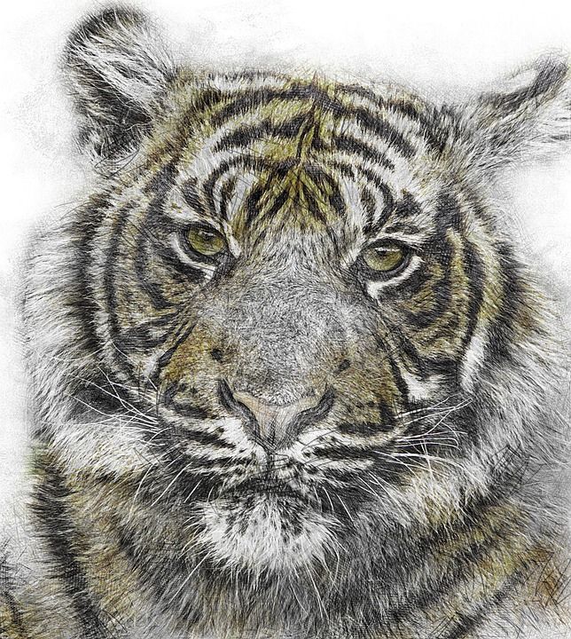 老虎 幼兽 虎崽 大猫 猫科动物 动物 野生动物 苏门答腊虎