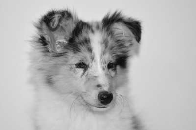狗 母狗 婊子设得兰群岛牧羊犬 公主的婊子蓝色的 黑白照片 动物