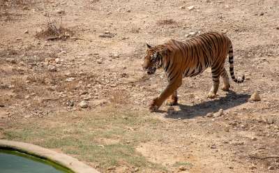 老虎 动物 捕食者 猫 危险的 猫科动物 动物园 棕色的老虎