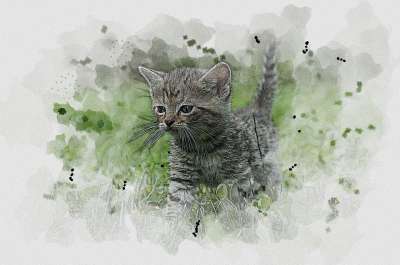 水彩 绘图 绘画 水彩画 猫咪 小猫 草 猫 可爱的 动物