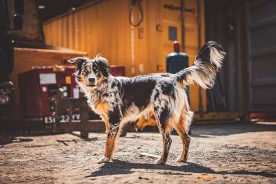 澳大利亚牧羊犬 狗 动物 宠物 犬类 国内动物 哺乳动物 户外