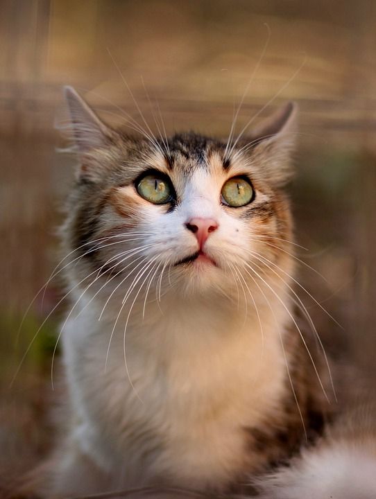 那只猫 猫似的 有色 动物 看 美丽