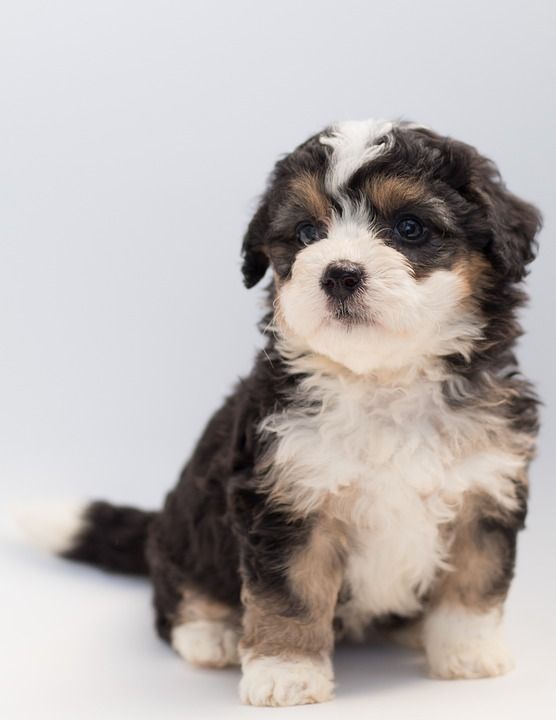 狗 小狗 涂鸦 贵宾犬 伯恩山犬