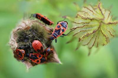 火虫 昆虫 意思是火虫 Pyrrhocoris 种荚 芙蓉 自然