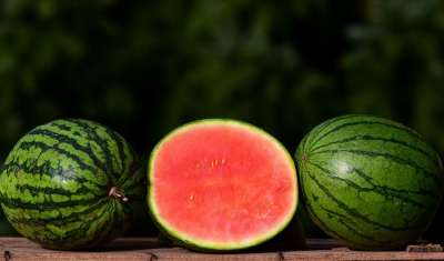 瓜 Ziermelone 西瓜 小的 小甜瓜 水果 南瓜植物