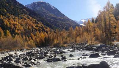 落叶松林 溪 岩石 山 树木 森林 河 流动 秋天 恩加丁