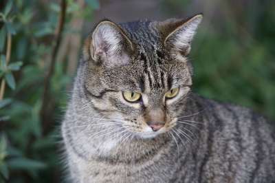 猫 鲭鱼 绿色 宠物 动物 美丽 灰猫 灰色的美女 灰色的宠物
