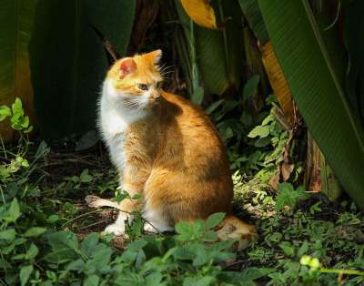 猫 家猫 国内的猫 基蒂 猫科动物 野猫 野生猫 宠物 绿房子