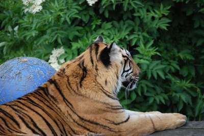 老虎 大猫 猫科动物 特写 美丽的 休息 勾引男人 动物园