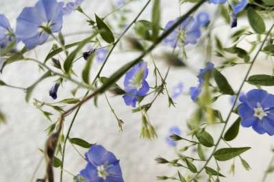 花 花朵 紫色 绿色 花蕾 春天 自然 植物 美容 生活 树