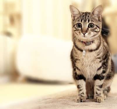 猫 小猫 坐在 动物 家畜 宠物 猫科动物 毛皮 哺乳动物
