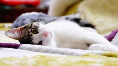 投标 可爱的动物 可爱的猫咪 猫 猫的样子