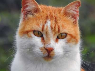 猫 流浪猫 动物 街头猫 国内的猫 猫科动物 哺乳动物 可爱的
