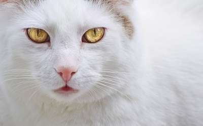 猫 宠物 眼睛 胡须 头 白色猫咪 动物 国内的 猫科动物