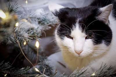 圣诞节 猫 圣诞树 动物 甜的 甜 圣诞派对 圣诞问候 来临