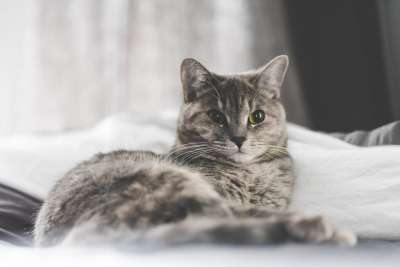 猫 小猫 宠物 动物 模糊 卧室 灰猫 灰色的卧室 灰色的宠物