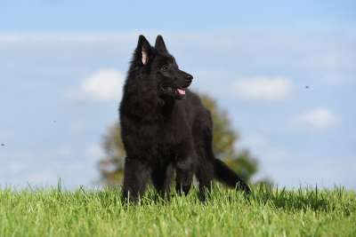 比利时牧羊犬 小狗 狗 宝贝狗 年轻的狗