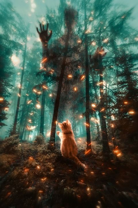 男人 阴影 超现实的 幻想 照相馆 猫 黑暗 森林 火花 小猫