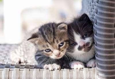 小猫 猫 猫科动物 朋友们 兄弟 双胞胎 可爱的 婴儿 快乐的