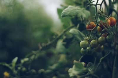 番茄 藤蔓 花园 新鲜的 成熟 收成 自然 有机的 生的 农业