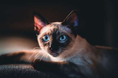 高清壁纸 猫 幼兽 好奇的 小猫 家畜 可爱的 动物 家猫
