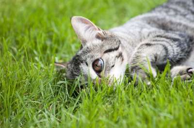 猫 动物 家猫 眼睛 猫肖像 可爱的 猫脸 老虎 蓬松的