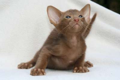 猫 好奇的 小猫 猫宝宝 东方短毛猫 毛皮 可爱的 动物