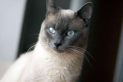 泰国猫 猫 蓝眼睛 家庭宠物