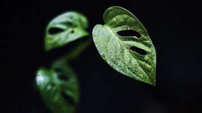 树叶 植物 自然 龟背竹 丛林 热带 植物学 生长 特写 树叶