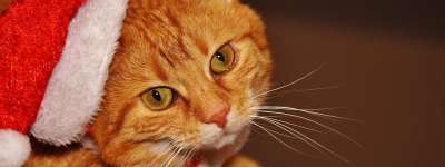 猫 宿醉 红色的 圣诞节 圣诞老人的帽子 乐趣 可爱的 鲭鱼