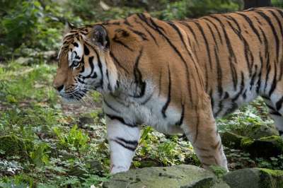 老虎 动物园 野生 动物 猫咪 性质 危险 食肉动物 捕食者
