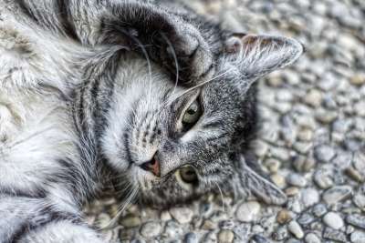 猫 满意 说谎 地面 动物 家猫 家畜 细心 自在 动物肖像