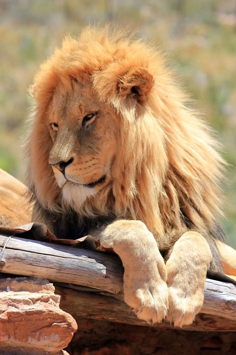 狮子 鬃毛 捕食者 非洲 男性 肖像 野猫 食肉动物 动物
