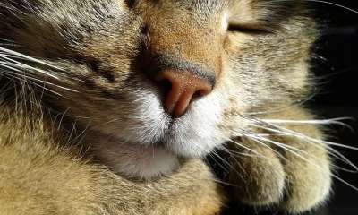 猫咪 鼻子 关闭 睡眠 猫 宠物 猫脸 动物 动物医院 性质