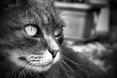 猫咪 动物医院 Bñ 灰色的 野生 肖像 哺乳动物 可爱的 小猫
