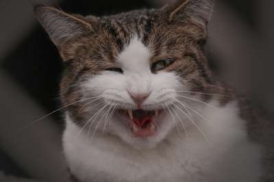 家猫 宿醉 嘴 牙齿 打哈欠 嘶 舌头 猫的舌头 家畜 猫