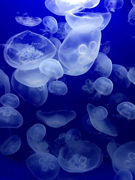 海蜇 海 水生动物 海洋动物 螺蛳 沉思的 冥想 蓝色的 家庭