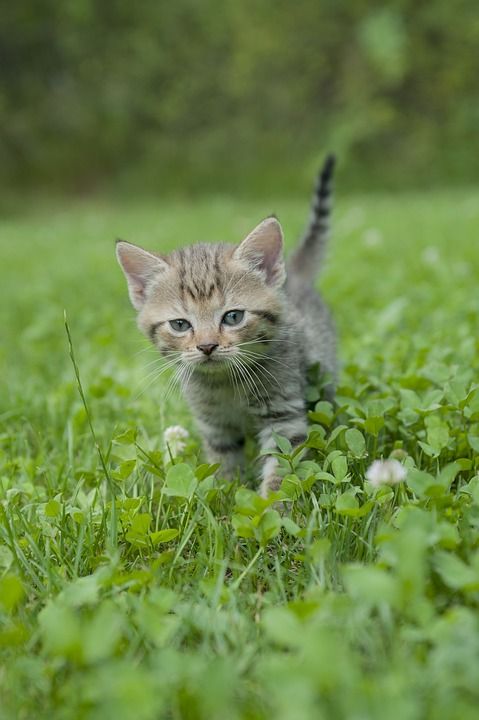 小猫 猫 虎猫 年轻的猫