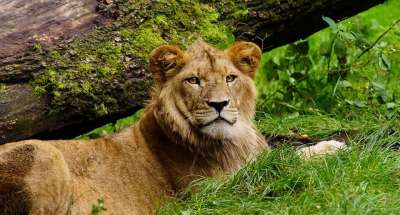 狮子 猫 野生动物 非洲 捕食者 食肉动物 自然 荒野 动物园