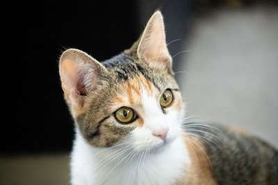 猫 动物 宠物 哺乳动物 可爱猫咪 可爱的猫 国内的猫 条纹猫