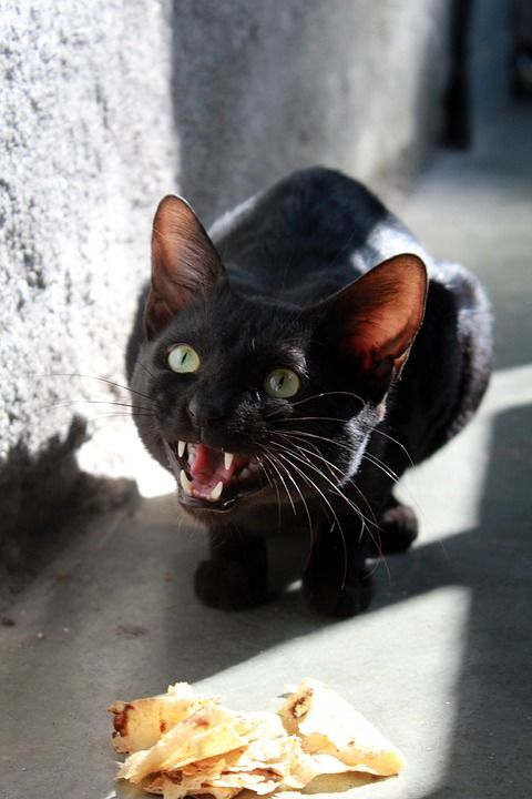 猫 生气的 黑色的 猫科动物 宠物 挑衅的 哺乳动物 动物 食物