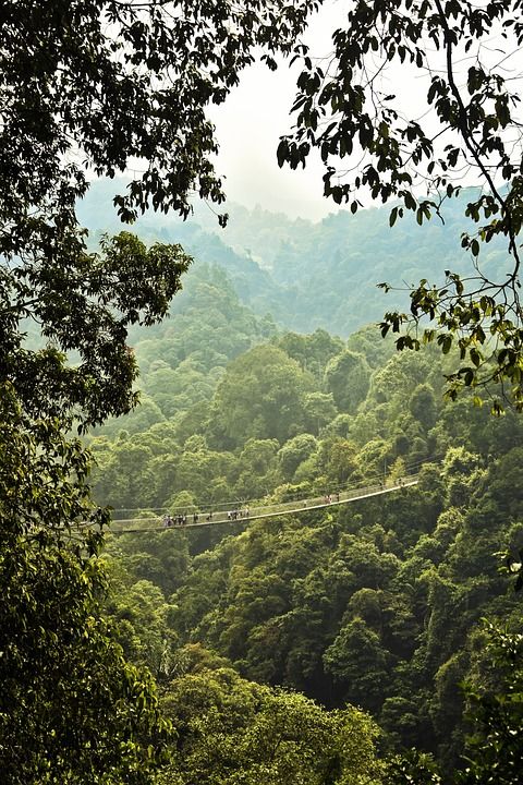 桥 森林 日出 自然 绿色 早晨 风景秀丽的 旅行 假期
