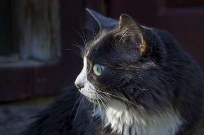 猫 猫特写 喵