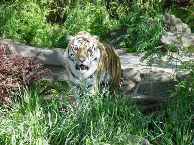 老虎 动物 自然 野生动物 猫 哺乳动物 捕食者 食肉动物