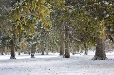 冬天 雪 下雪的 自然 景观 树木 背景 场景 森林