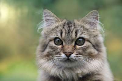 猫 宿醉 家畜 动物 漂亮 长头发的 小猫 挪威森林猫