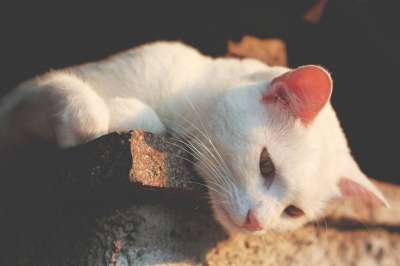 动物 猫 耳朵 猫科动物 宠物 胡须 白色猫咪 灰猫 灰色的宠物
