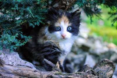 小猫 猫 可爱 动物医院 宠物 动物区系 球员 家猫 甜 纵向