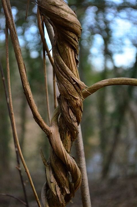 藤本植物 登山者植物 钢绞线 伤口 扭曲 木制的 森林 树